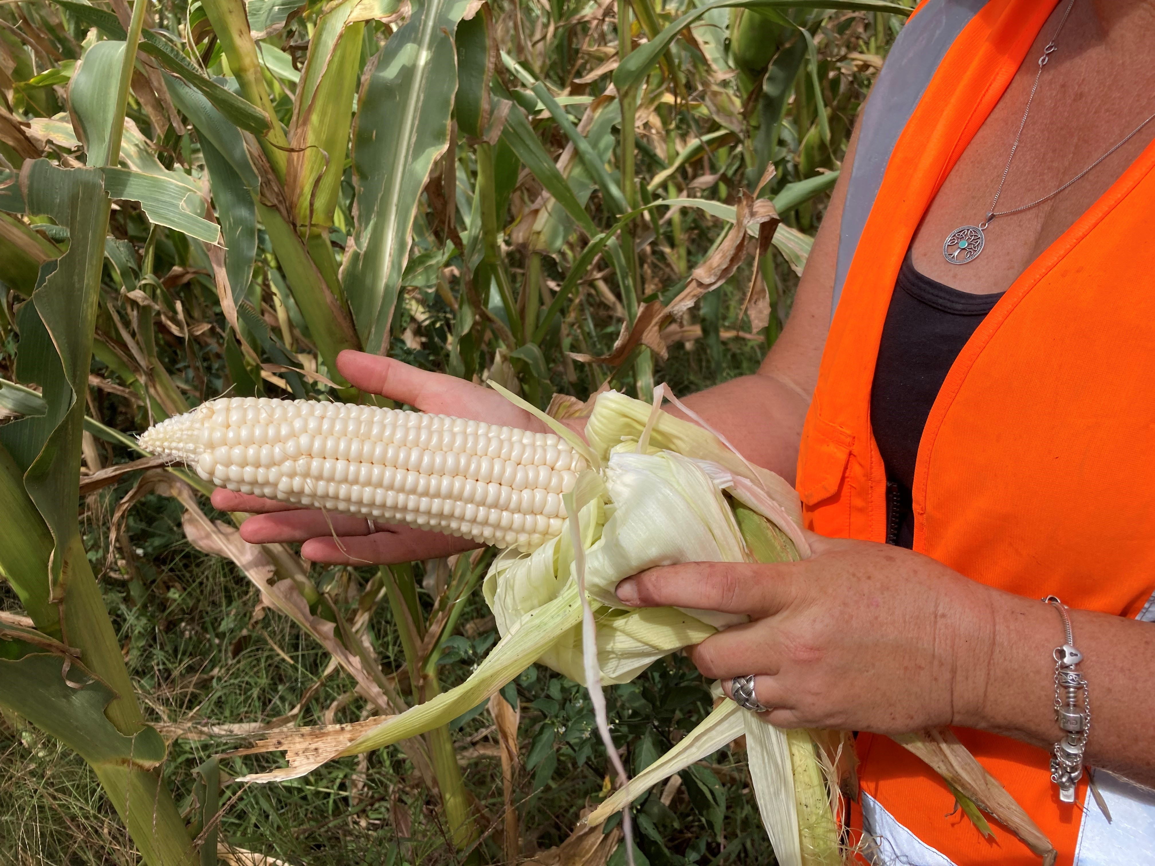 Site Manager Jeanette Johnstone holds a freshly picked healthy kaanga ma cob from Site 2